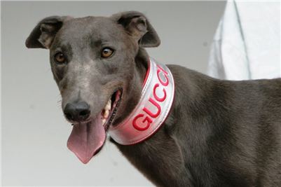 Big_Daddy_GUCCI_Golden_Greyhound_Winner__Czech_Greyhound_Racing.jpg