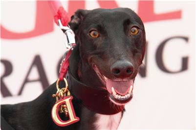 NewMac_DIOR_Golden_Greyhound_Grandmaster_Czech_Greyhound_Racing.jpg