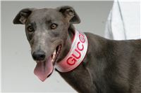 Big_Daddy_GUCCI_Golden_Greyhound_Winner__Czech_Greyhound_Racing.JPG