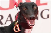NewMac_DIOR_Golden_Greyhound_Grandmaster_Czech_Greyhound_Racing.JPG