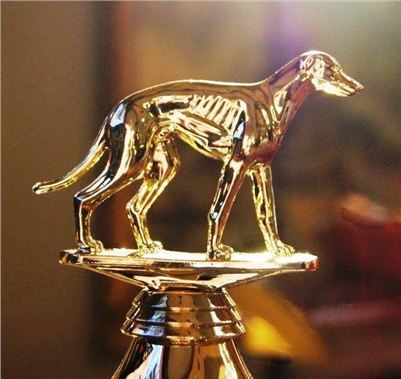 Golden_Greyhound_Czech_Greyhound_Racing_Federation_DSC07161-u.jpg