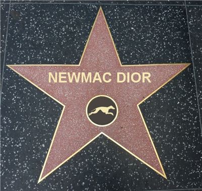 Greyhound_Star_NewMac_Dior_Czech_Greyhound_Racing_Federation.jpg
