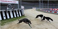 Trial_Greyhound_Race_Track_Prague_GP_Motol_CGDF_IMG_6020.jpg