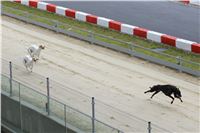 Trial_Greyhound_Race_Track_Prague_GP_Motol_CGDF_IMG_6045.JPG