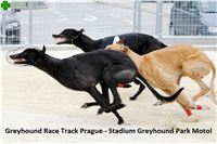 Greyhound_Race_Track_Prague_CGDF_IMG_6411.JPG