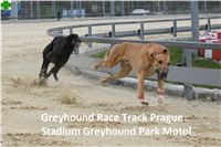 Greyhound_Race_Track_Prague_CGDF_IMG_6416.JPG