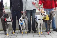 Greyhound_Racing_Greyhound_Park_Motol_Prague_CGDF_6556.JPG