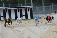 Greyhound_Racing_Greyhound_Park_Motol_Prague_CGDF_6562.JPG