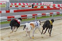 Greyhound_Racing_Greyhound_Park_Motol_Prague_CGDF_6565.JPG