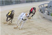 Greyhound_Racing_Greyhound_Park_Motol_Prague_CGDF_6570.JPG