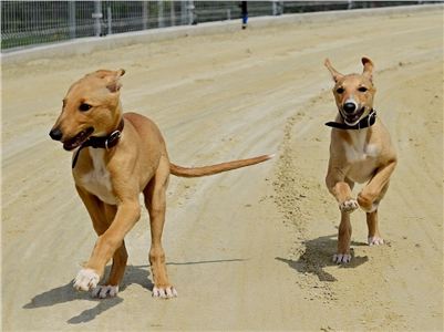 Greyhound_Pupps_for_Sale_kennel_Grefina_DSC_8142_v.jpg