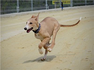 Greyhound_Pupps_for_Sale_kennel_Grefina_DSC_8182_v.jpg