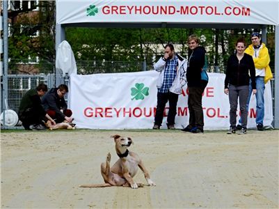 Greyhound_Pupps_for_Sale_kennel_Grefina_DSC_8225.jpg