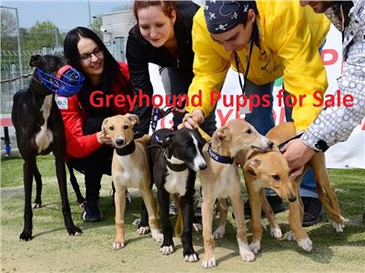 Greyhound_Pupps_for_sale_Kennel_Grefina_DSC_8039.jpg