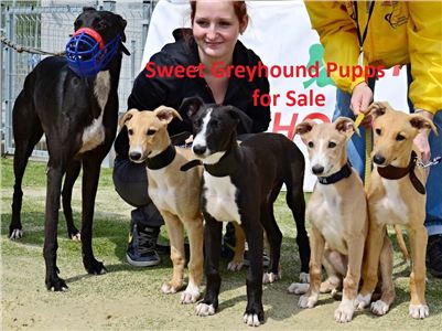 Greyhound_Pupps_for_sale_Kennel_Grefina_DSC_8051.jpg