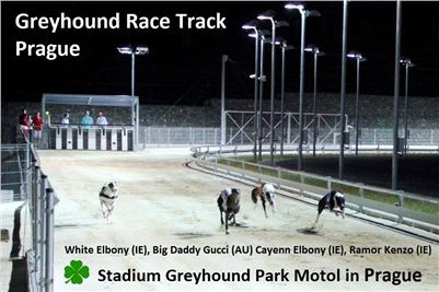 Greyhound_Race_Track_Prague_in_Stadium_Greyhound_Park_Motol_CGDF_v.jpg