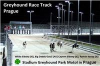 Greyhound_Race_Track_Prague_in_Stadium_Greyhound_Park_Motol_CGDF_v.jpg