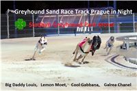 Greyhound_Sand_Race_Track_Prague_Stadium_Greyhound_Park_Motol_CGDF.jpg