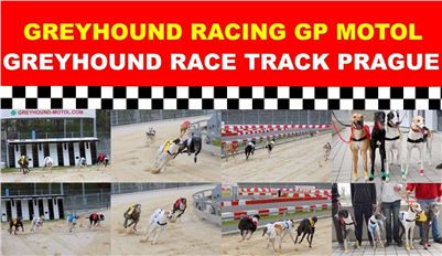 Greyhound_Racing_Greyhound_Park_Motol_Prague_CGDF.jpg
