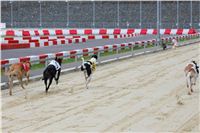 Greyhound_Racing_Greyhound_Park_Motol_Prague_CGDF_6547.JPG