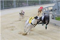 Greyhound_Racing_Greyhound_Park_Motol_Prague_CGDF_6549.JPG