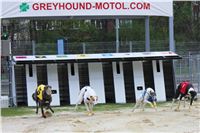 Greyhound_Racing_Greyhound_Park_Motol_Prague_CGDF_6561.JPG