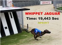 Whippet_Jaguar_Greyhound_Park_Motol_CGDF_IMG_7740-r-U.jpg