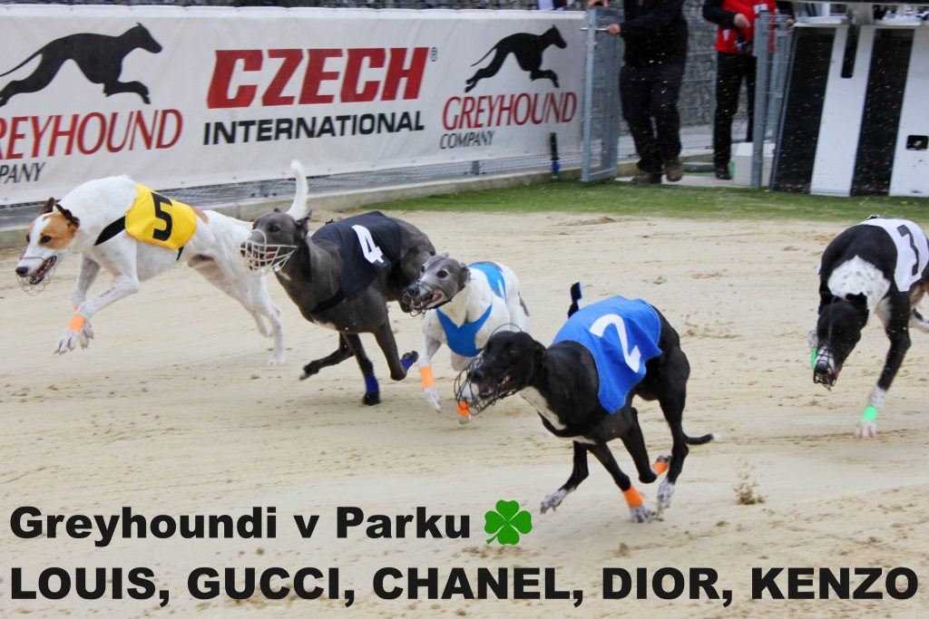 http://www.cgdf.cz/user_data/cms/fotogalerie/01634/large/Berg_Toys_Cup_Greyhound_Park_Motol_CGDF_IMG_7987.jpg