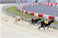 Berg_Toys_Cup_Greyhound_Park_Motol_CGDF_IMG_7861.JPG