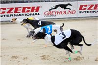 Berg_Toys_Cup_Greyhound_Park_Motol_CGDF_IMG_7989.JPG