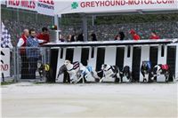 4. Greyhound_Park_Motol_Czech_Greyhound_Racing_Federation_IMG_9384_v.JPG