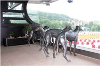 Lexus_Greyhound_Race_2013_Czech_Greyhound_Racing_Federation_IMG_9995.jpg