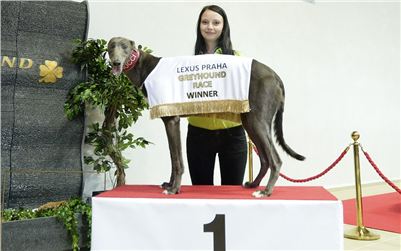 Tribuna_a_terasa_Greyhound_Park_pripraveny_CGDF_DSC_7864.jpg