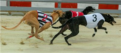 Lexus_Praha_Greyhound_Race_Classic_CGDF_2130626_235.jpg