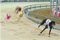 Lexus_Praha_Greyhound_Race_Classic_CGDF_2130626_236.jpg