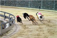 Lexus_Praha_Greyhound_Race_Classic_CGDF_DSC_7793.jpg