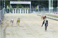 Lexus_Praha_Greyhound_Race_Classic_CGDF_DSC_7803.jpg