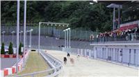 Lexus_Praha_Greyhound_Race_Classic_CGDF_IMG_0426.jpg