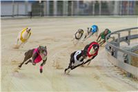 Lexus_Praha_Greyhound_Race_Sprint_CGDF_2130626_192.jpg