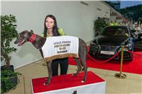 Lexus_Praha_Greyhound_Race_Winner_Gucci_CGDF_2130626_250.jpg