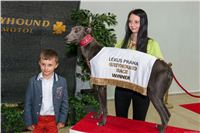 Lexus_Praha_Greyhound_Race_Winner_Gucci_CGDF_252.jpg