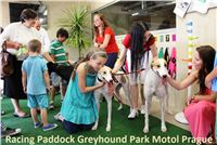 Greyhound_Racing_Paddock_Prague_Greyhound_Park.JPG