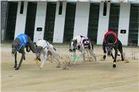 Kobe_Open_Race_2013_Greyhound_Racing_Greyhound_Park_Motol_Prague_CGDF_NQ1M0012.jpg