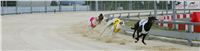 Kobe_Open_Race_2013_Greyhound_Racing_Greyhound_Park_Motol_Prague_CGDF_NQ1M0073.JPG