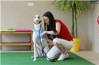 Kobe_Open_Race_2013_Greyhound_Racing_Greyhound_Park_Motol_Prague_CGDF_NQ1M0092.JPG