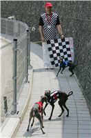 Kobe_Open_Race_2013_Greyhound_Racing_Greyhound_Park_Motol_Prague_CGDF_NQ1M0163.JPG