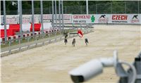 Kobe_Open_Race_2013_Greyhound_Racing_Greyhound_Park_Motol_Prague_CGDF_NQ1M0251.JPG