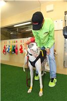 031_Press_conference_Greyhound_Park_Motol_Opening_CGDF_PANK9636.JPG