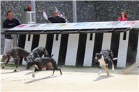 Greyhound_Park_racing_artists_kids_greyhounds_CGDF_IMG_2047.JPG