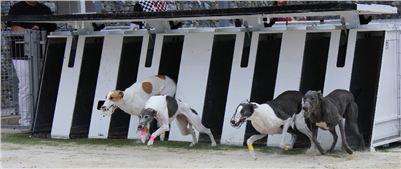Greyhound_Park_racing_artists_kids_greyhounds_CGDF_IMG_2069.JPG